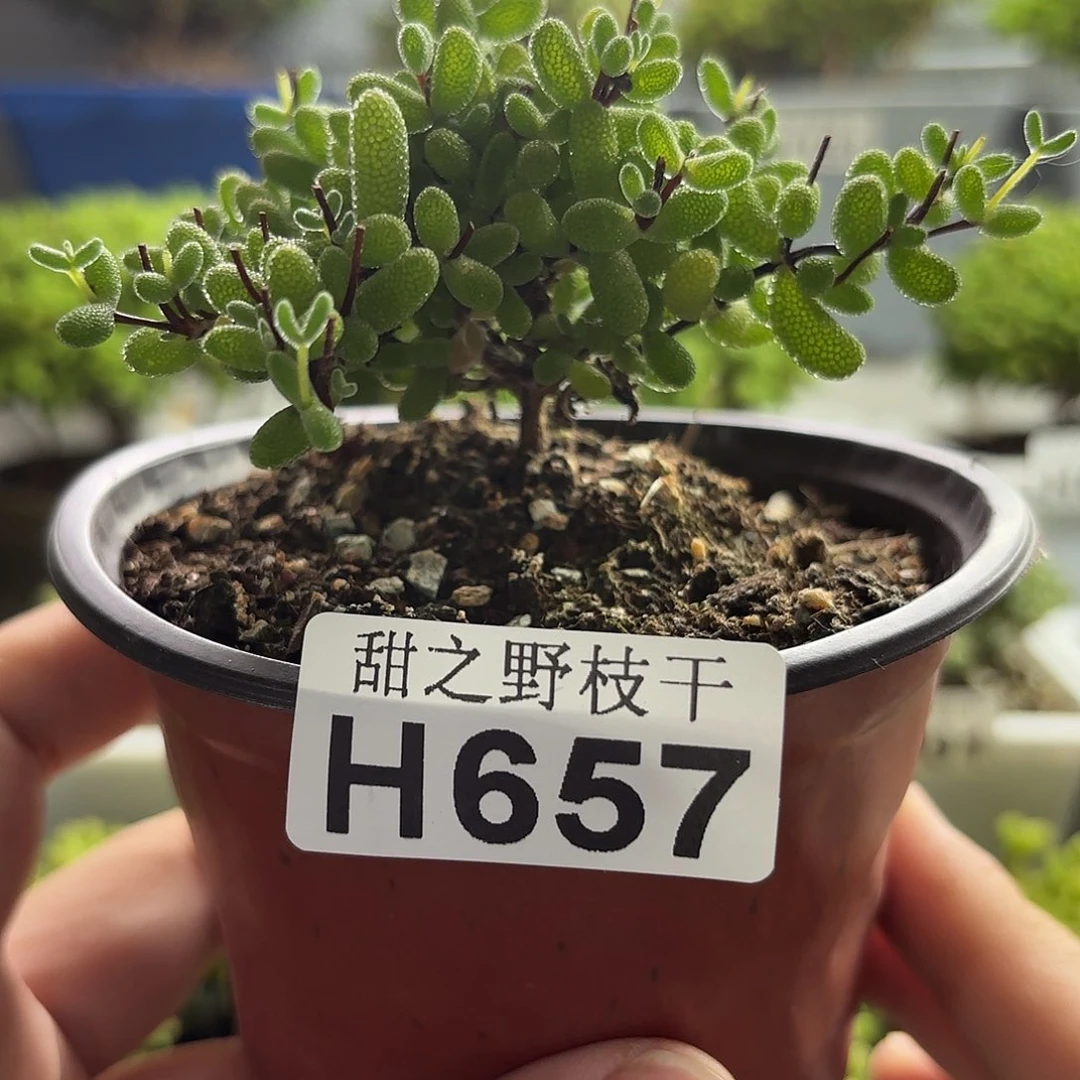 枝干番杏。  657。