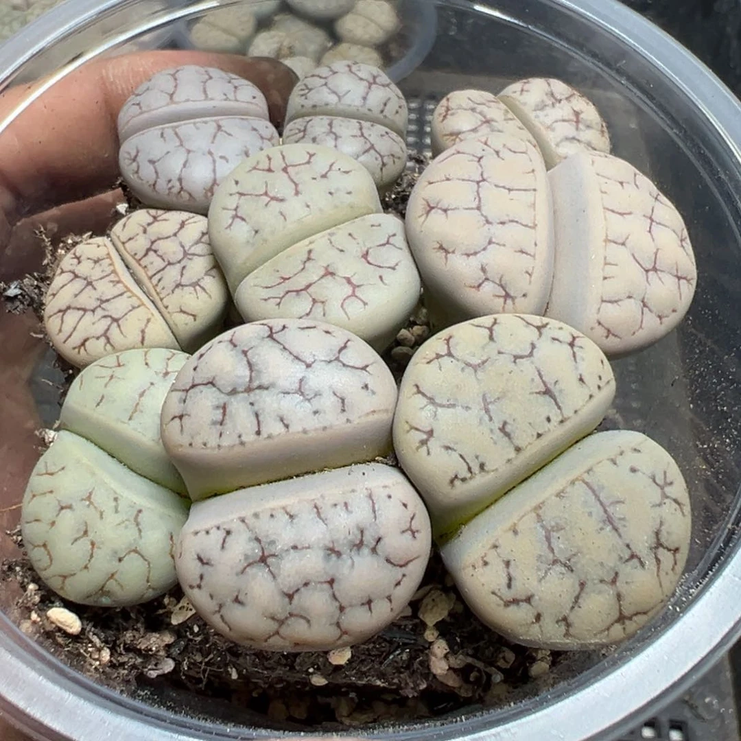 【闪购商品】 1092。