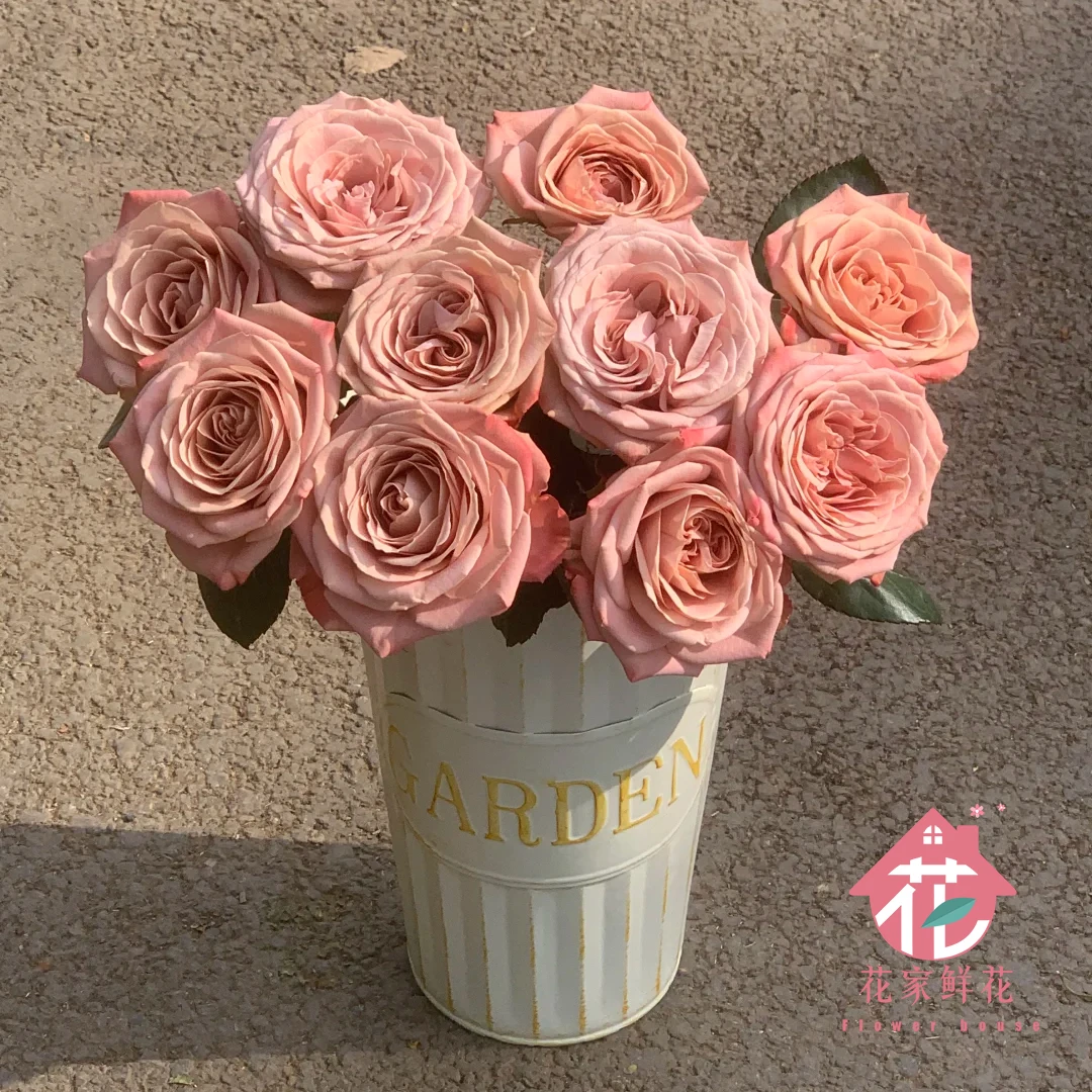 8枝卡布奇诺玫瑰花-鲜切花生活鲜花家庭插花日常鲜花今天下单明天送达（任意两单送白色花瓶，发顺丰）