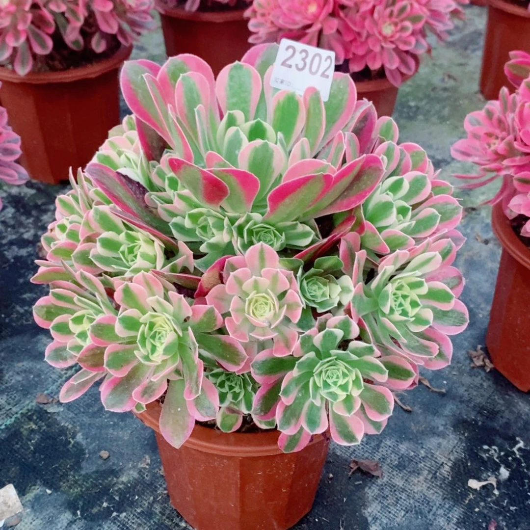 白凤2302多肉11111