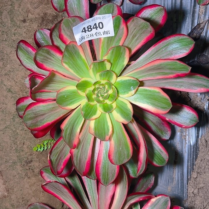 4840红魔女多肉植物