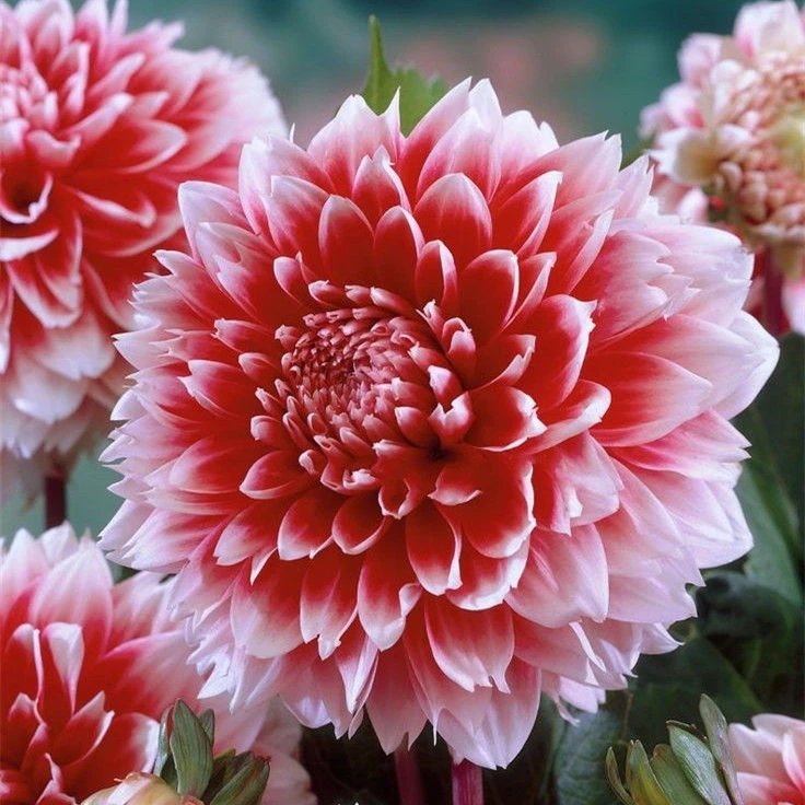 大丽花小苗重瓣大丽花花苗四季开花盆栽室内绿植庭院种球根花卉