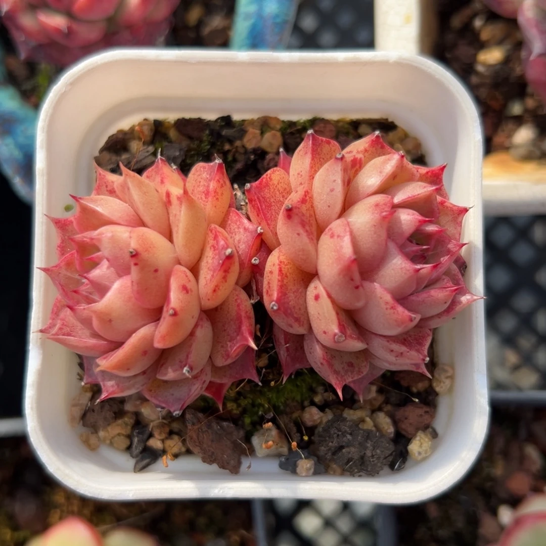 海螺精控多肉一物一拍