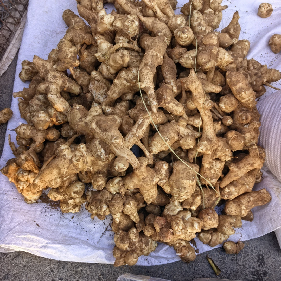 新鲜现挖洋姜适合腌制泡菜清脆爽口