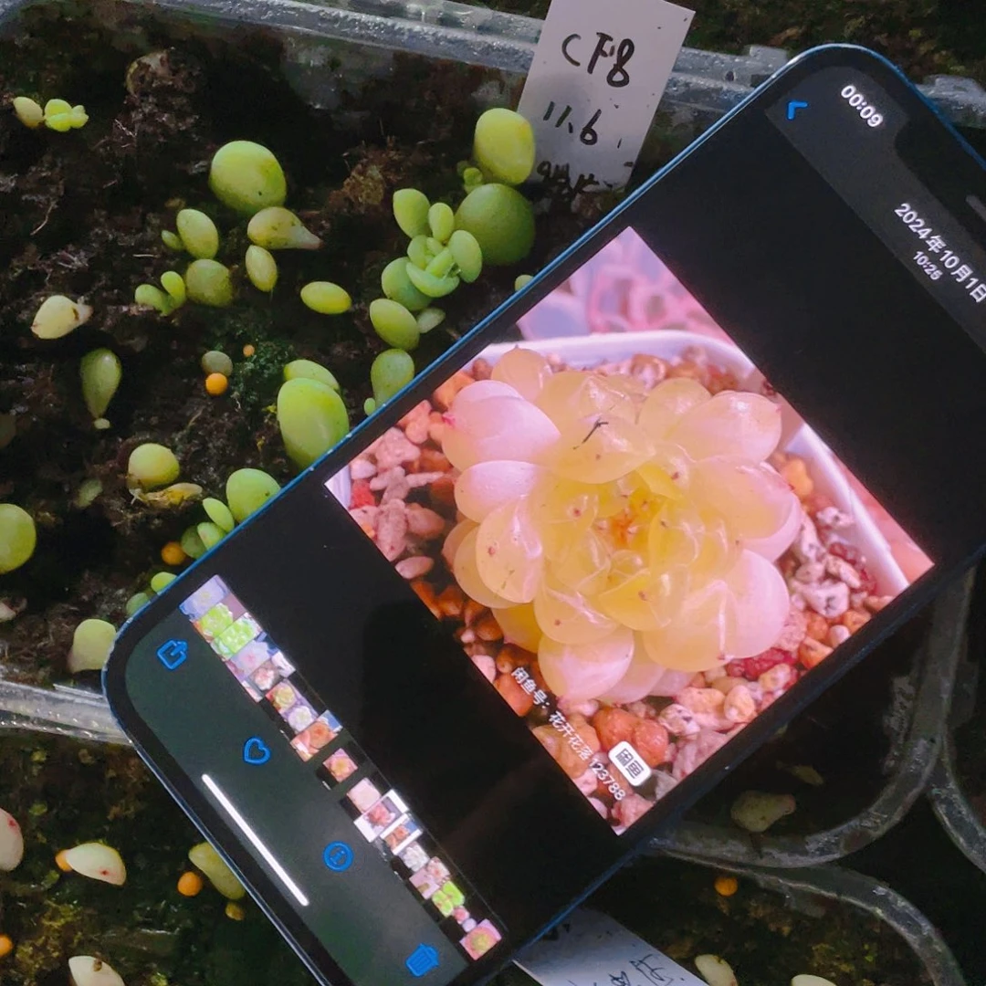 C8 芝麻苗一个满25包邮