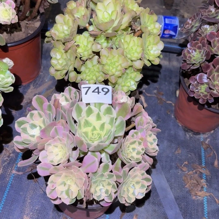 韶华，粉女巫多肉植物不包损749
