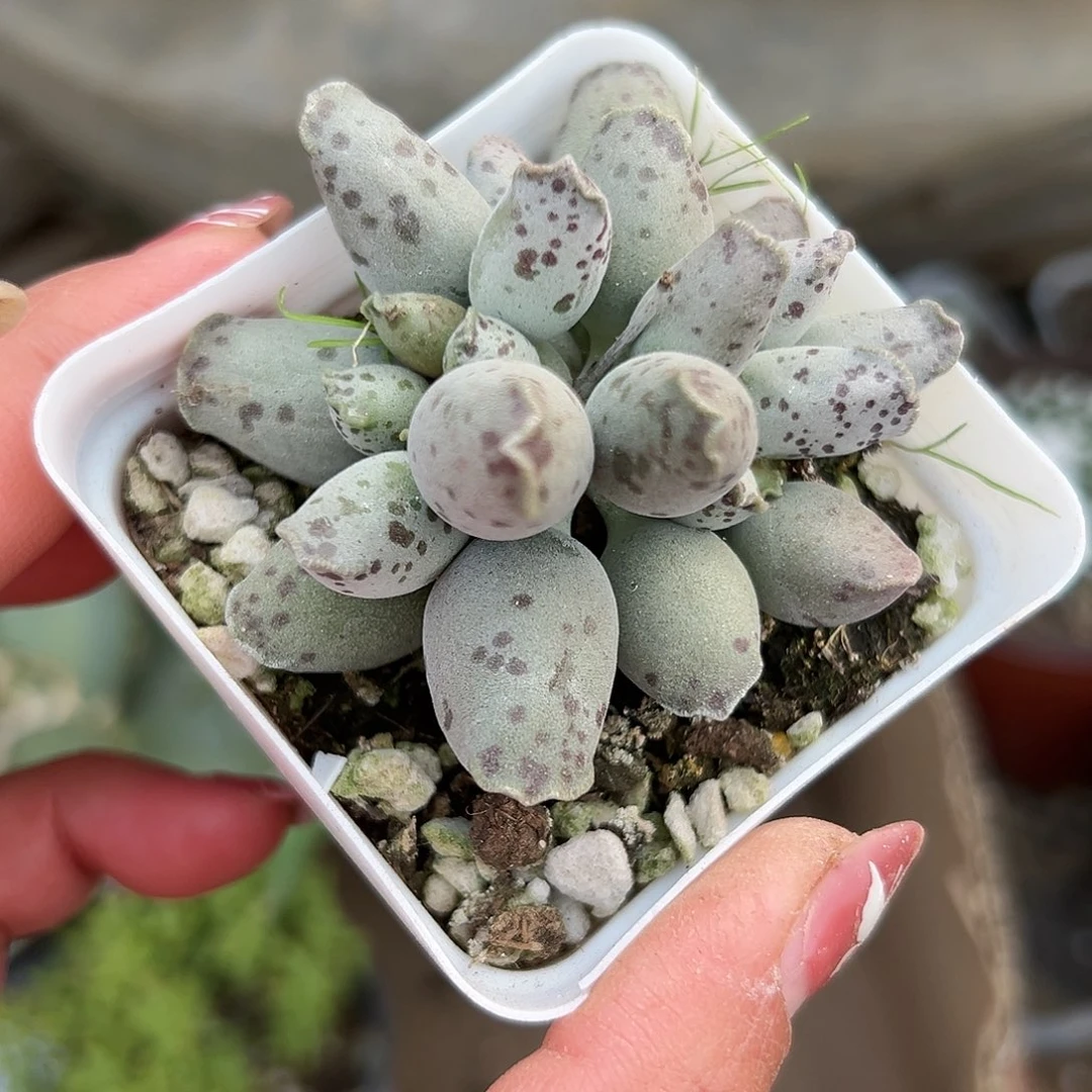 多肉植物海豹多肉