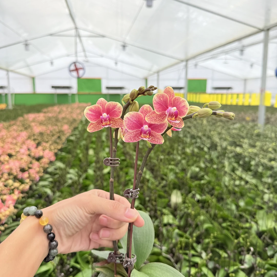 【金蝶】花心思精品蝴蝶兰 带花带花苞 蜡质桌面型 年宵花2.8寸杯