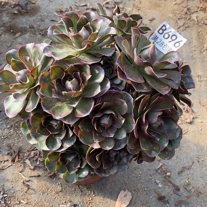 魅金多肉断头不包696