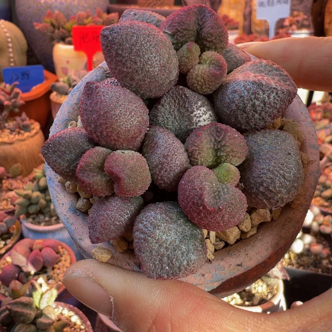 一物一拍带盆发货