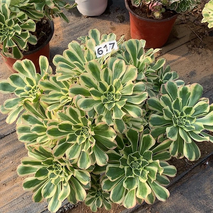 多肉植物保时捷617