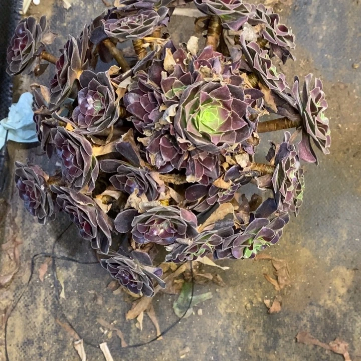 欧紫多肉断头不包365