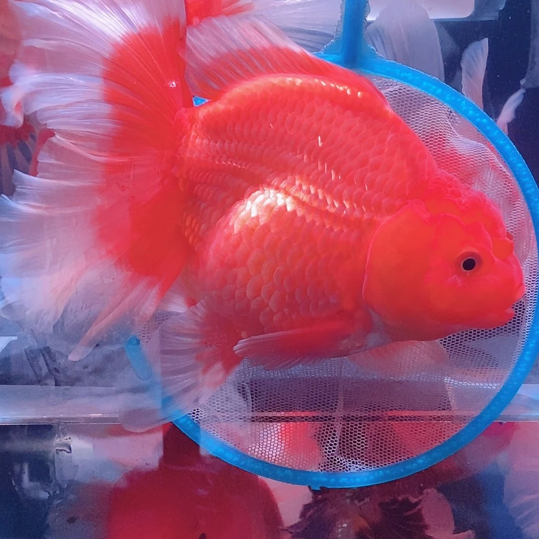 海水鱼观赏金鱼泰狮金鱼