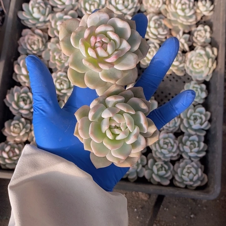 特价星影副轮锦砍头两颗，28包邮。