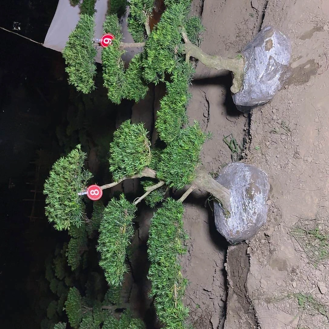 用***1无花朵1785568865555566