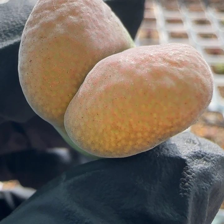 多肉植物超级大腰子43号