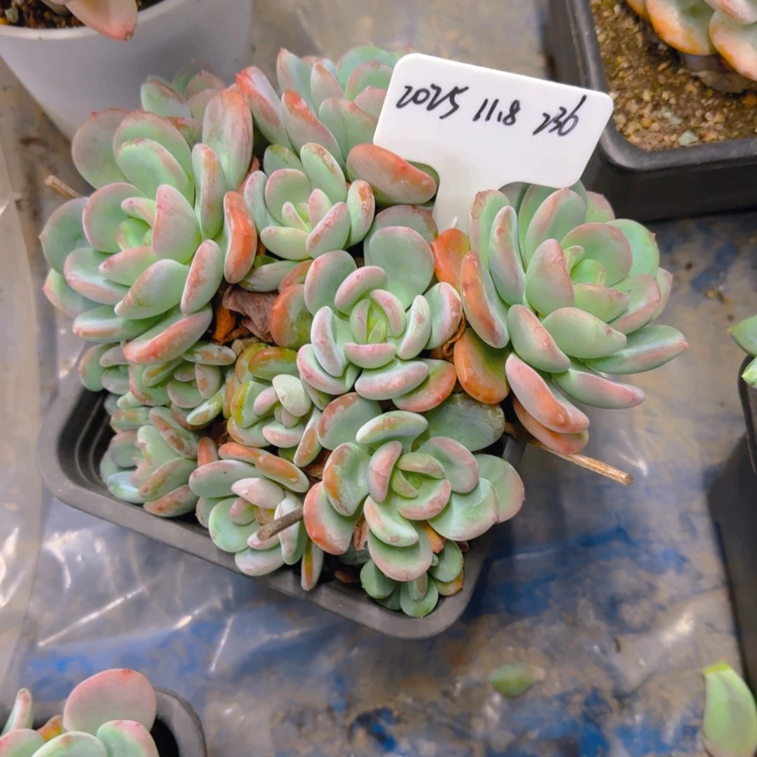 一物一拍香橙多肉236