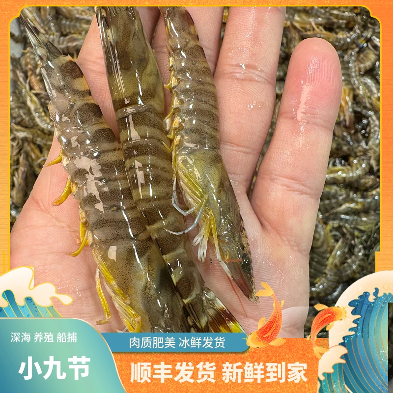 福建船捕【小九节虾】顺丰当天冰鲜发货