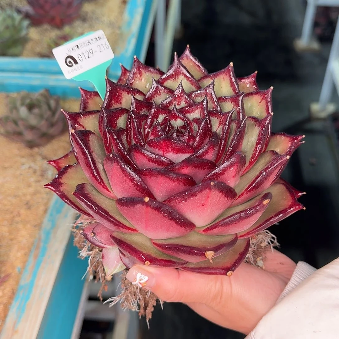 从前慢花园多肉0129-216