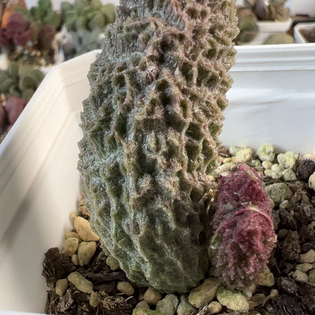苍龙水泡超大母叶款多肉