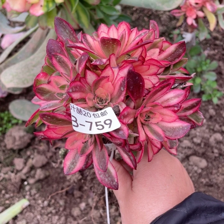 759黑膜锦嫁接多肉123455789