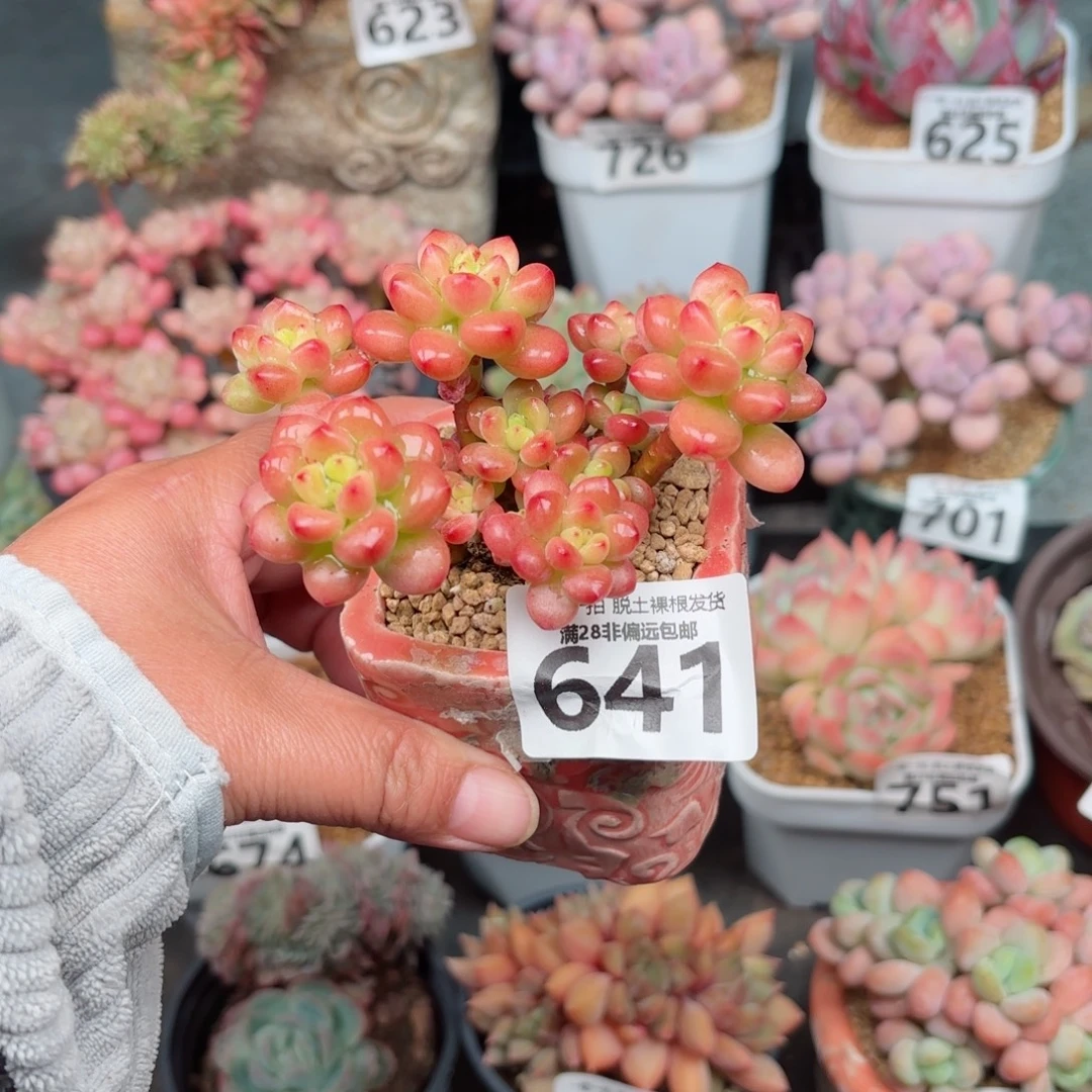 棒***）香格里拉无盆土发货