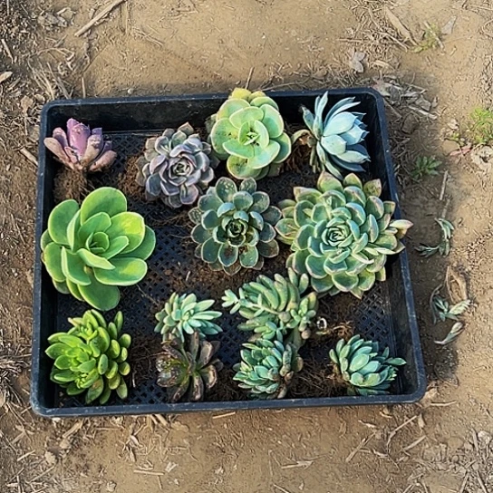 多肉拼盘一筐12个品种