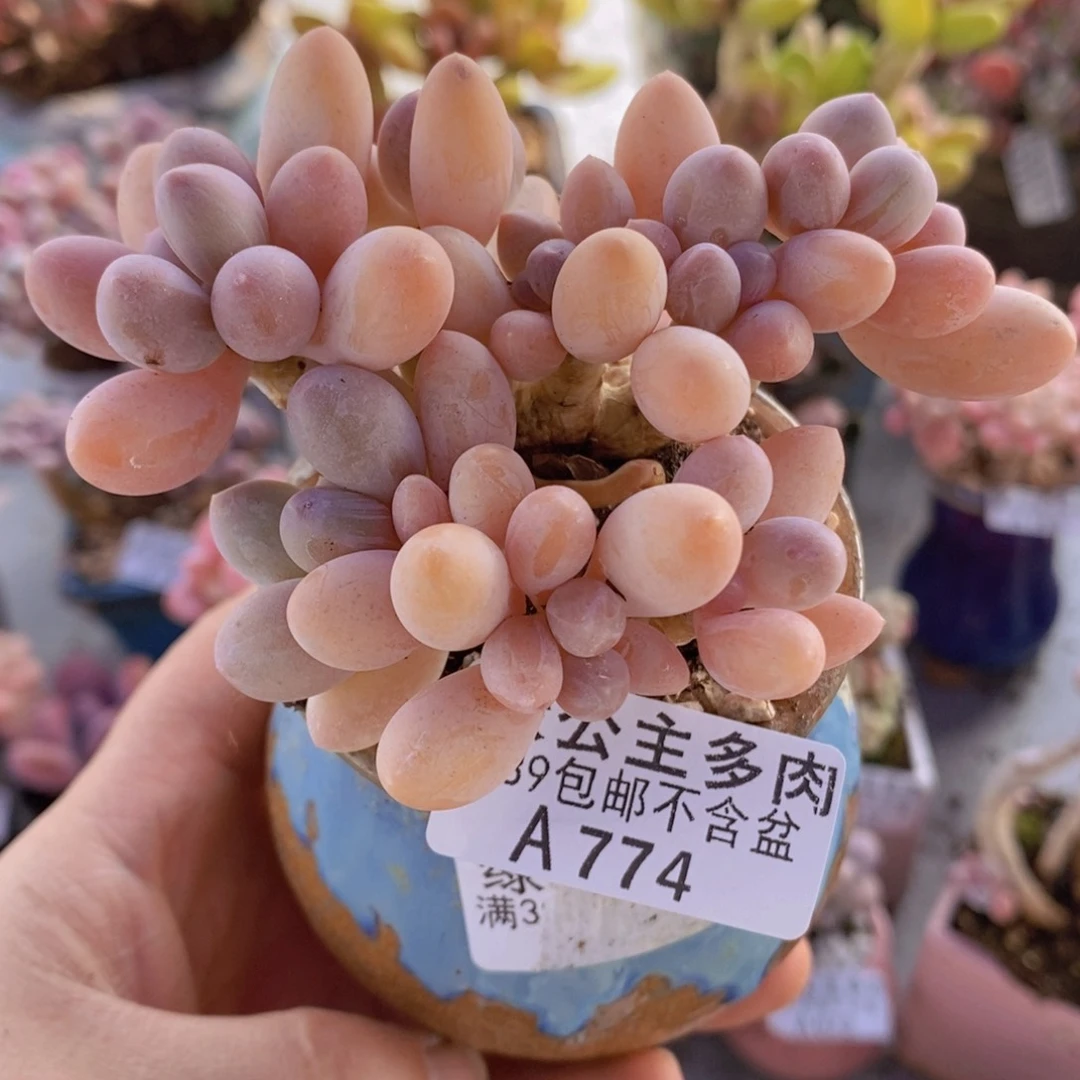 香水手指奶老桩9cm774多肉植物