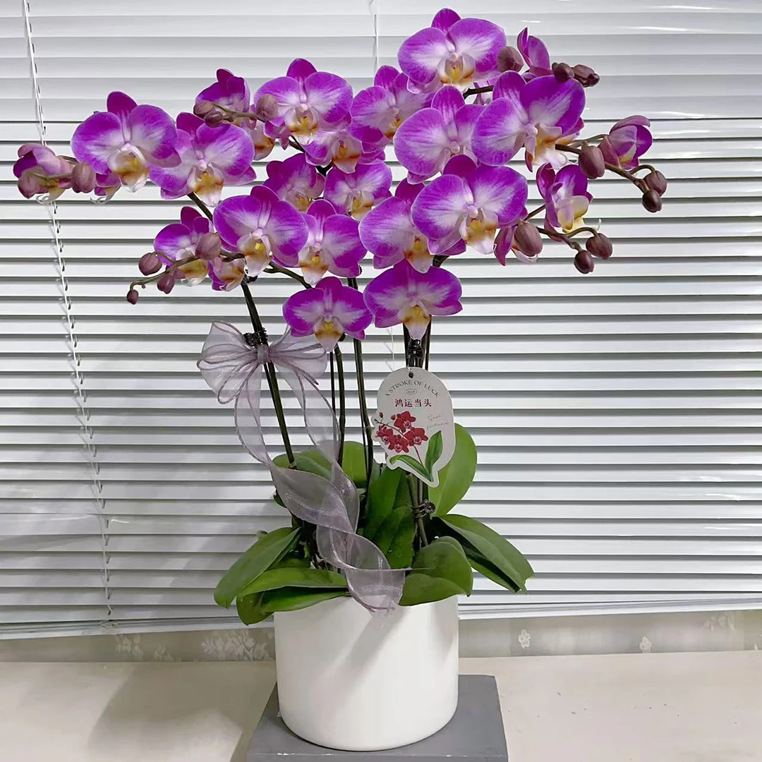 蝴蝶兰【紫气东来】双花剑 中花 年宵花室内好养广州基地直发