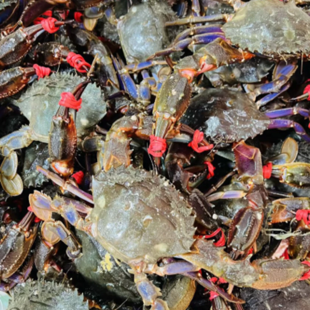 添好运花盖蟹2斤装（段氧）蟹同城配送海鲜