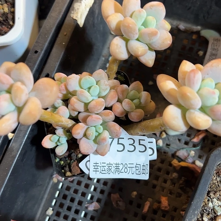 幸运的是我还没遇到你