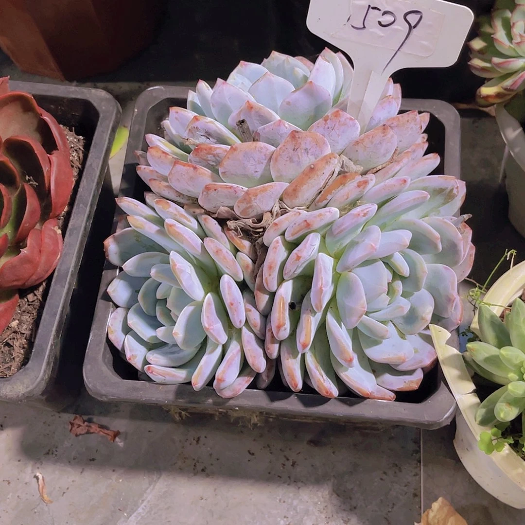 早***安0000000000000000509