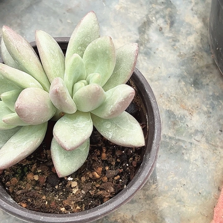 竹***心谨涵多肉直播间赫本鲁司