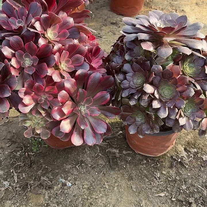 多肉植物法师2颗39