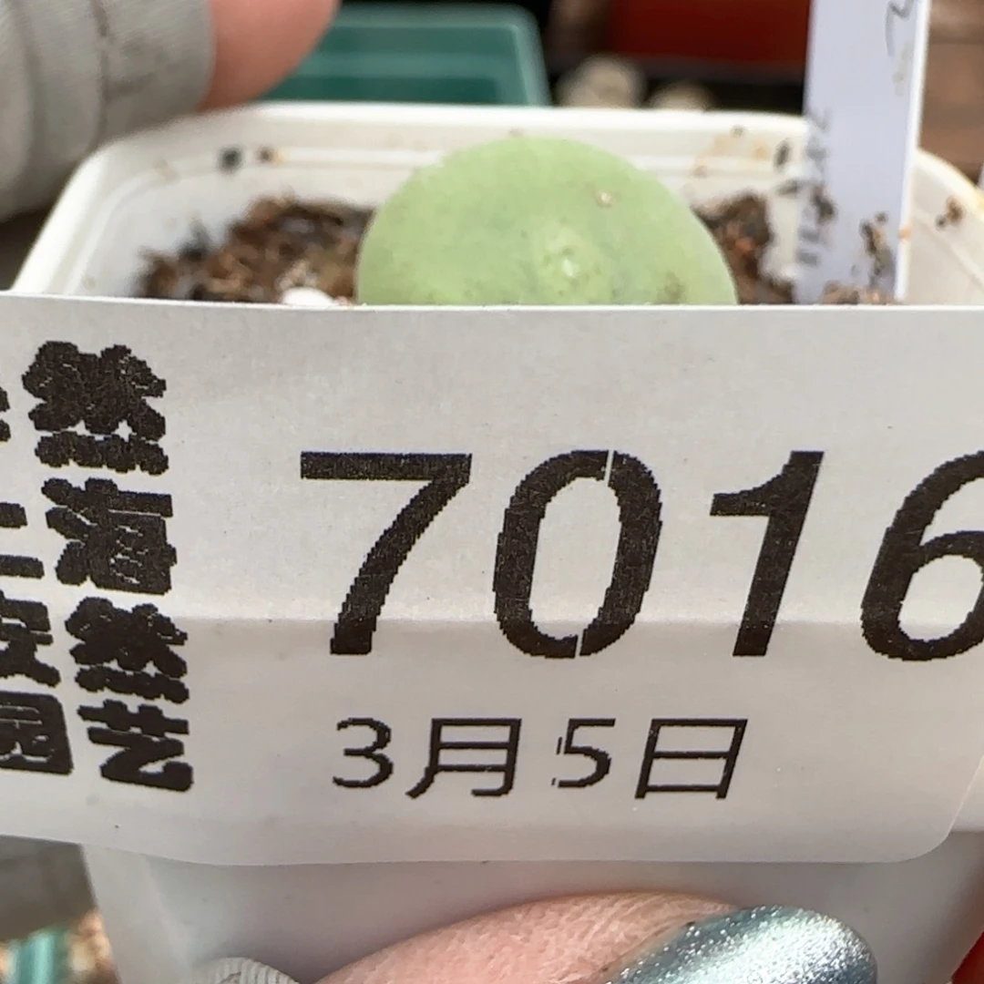 冒****水3。5。7016。 带盆发。毛饼。