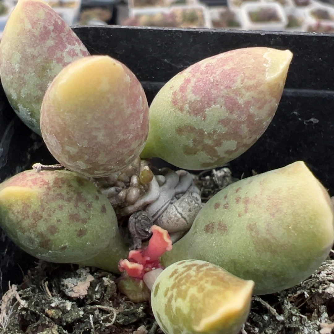 黄金海豹多头纯木质桩多肉植物