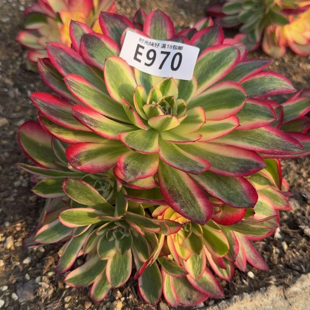 970荔枝多肉植物