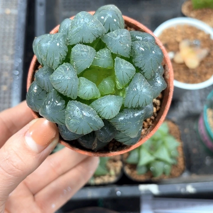 孔明灯多肉植物666