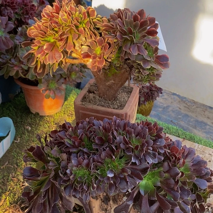 完全开放8155号欧佳丽➕欧紫缀化1颗