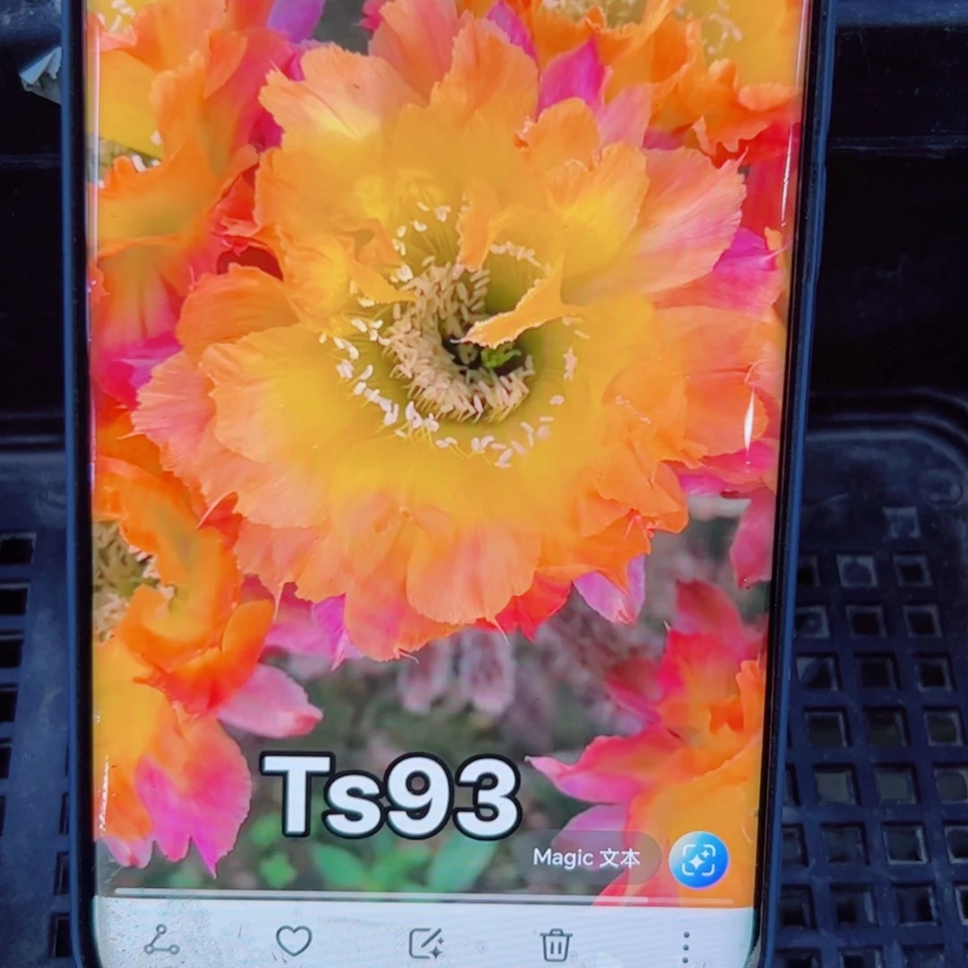 下82彩草Ts93 歪无根侧芽4公分左右20包邮