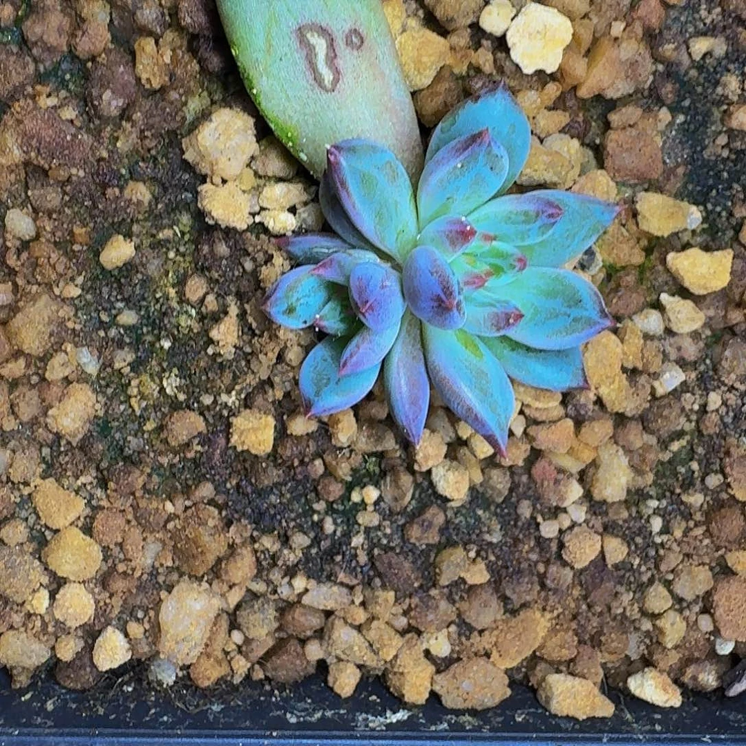 紫镜 大苗  一物一拍