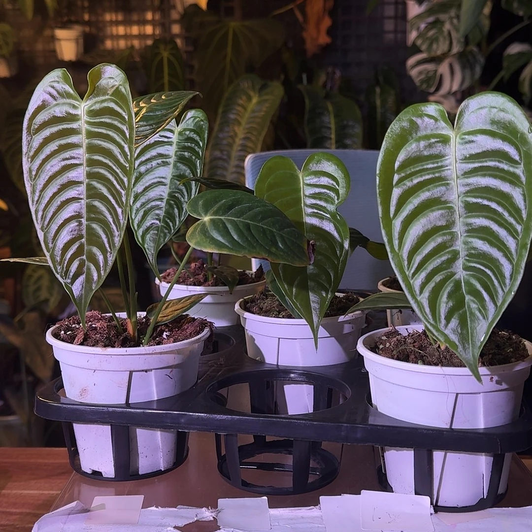 不开花植物火鹤王随机发