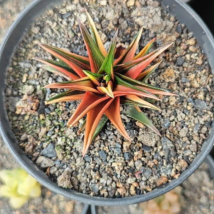 象牙塔锦多肉植物一颗