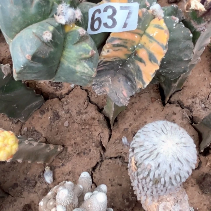 端***哥637号仙人球开花了