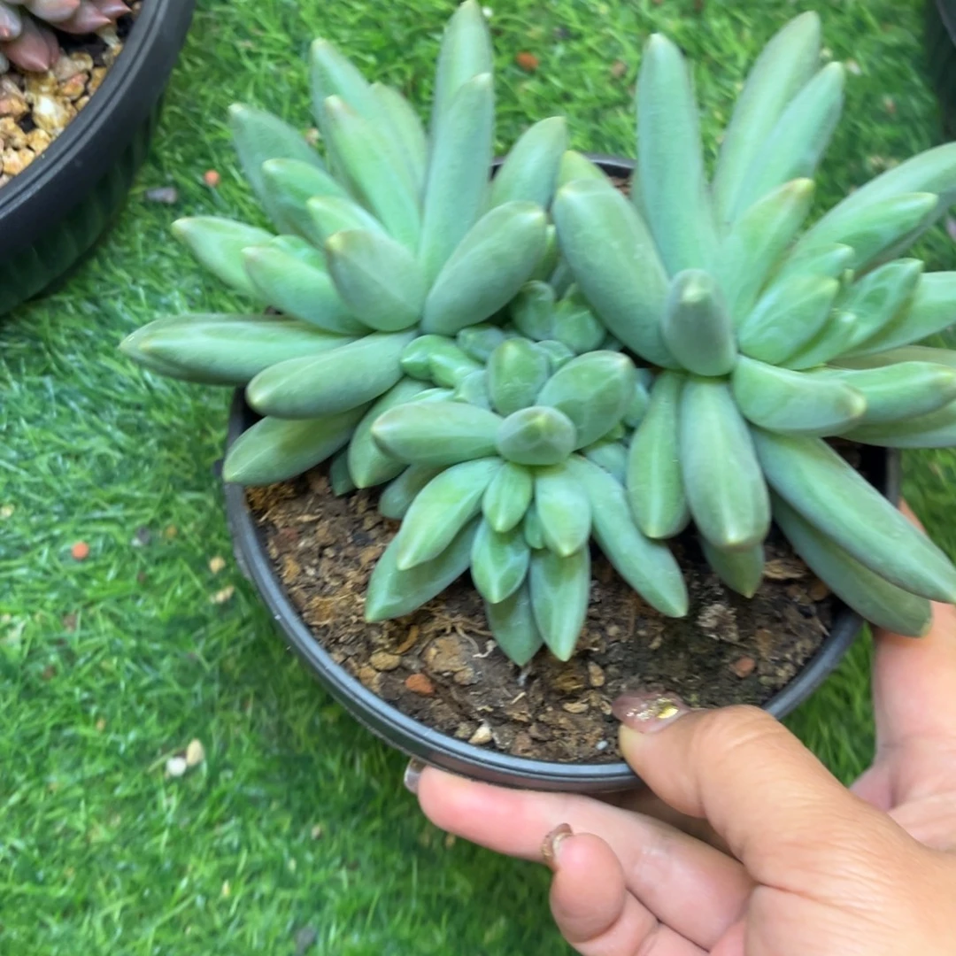 ****后卡布奇诺脱土发货，，，