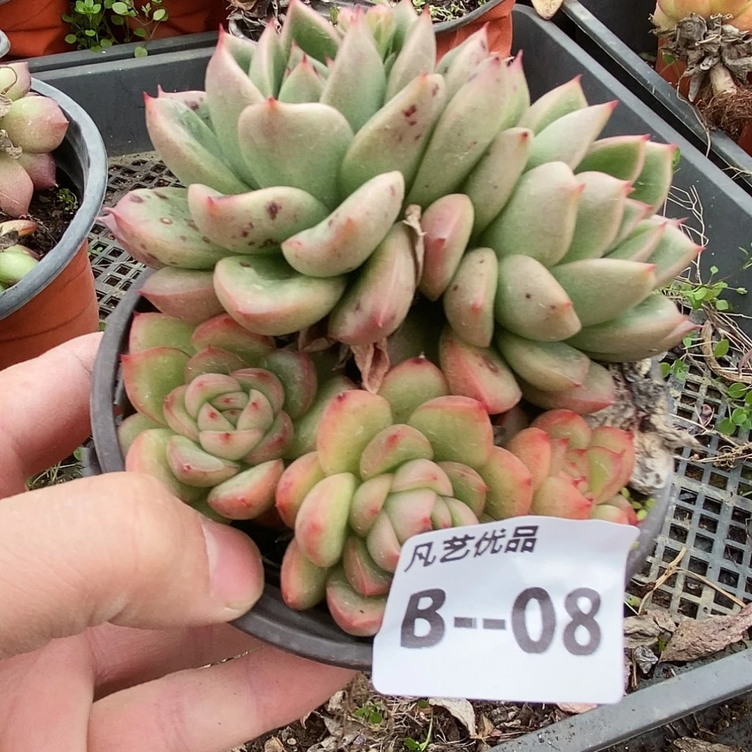 B08一物一拍满9.9包邮