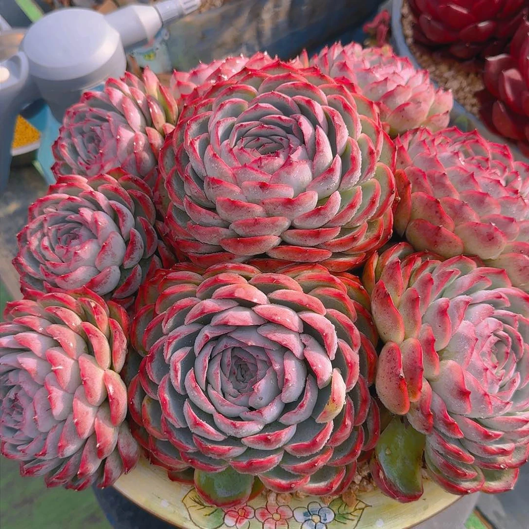 ?*然侧影大包子精品多肉