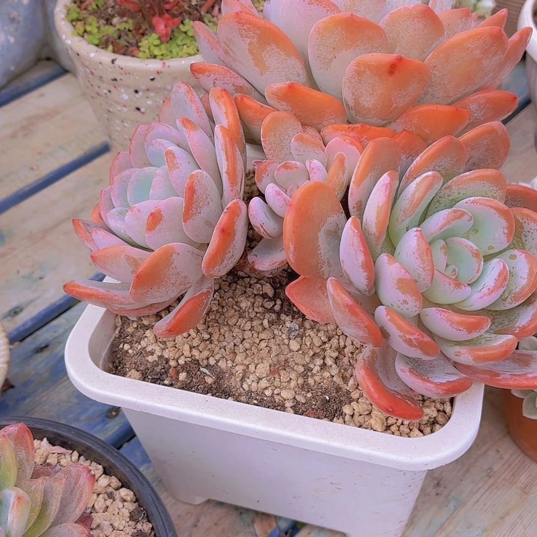 0**困多肉植物保护研究所