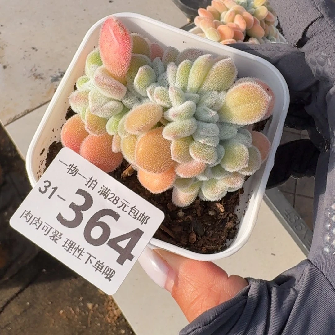 雪晃星缀无盆土发货