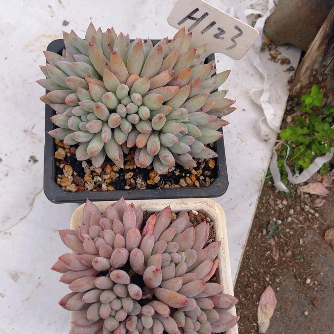 洋***阳123fghjjjjjjjjj